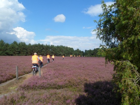 Heiliger Hain Heide bei Gifhorn